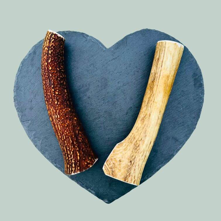 Extra large red deer antlers for dogs on a slate plate and jade green background