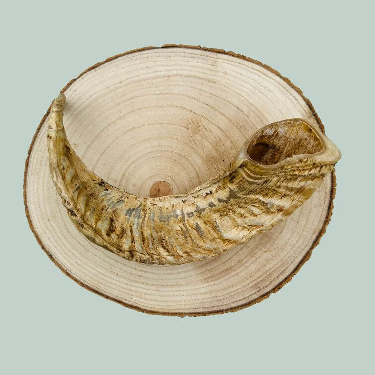 A long medium lamb horn chew for dogs on a wooden plate and jade green background