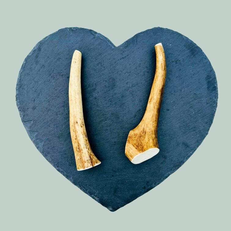 Medium red deer antlers for dogs  on a slate plate and jade green background