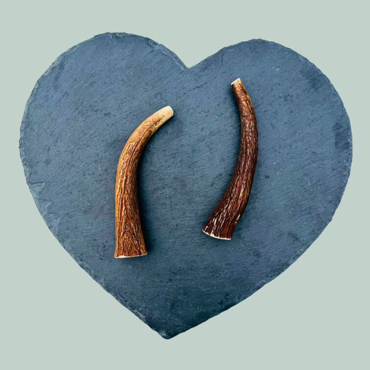 Small red deer antlers for dogs  on a slate plate and jade green background