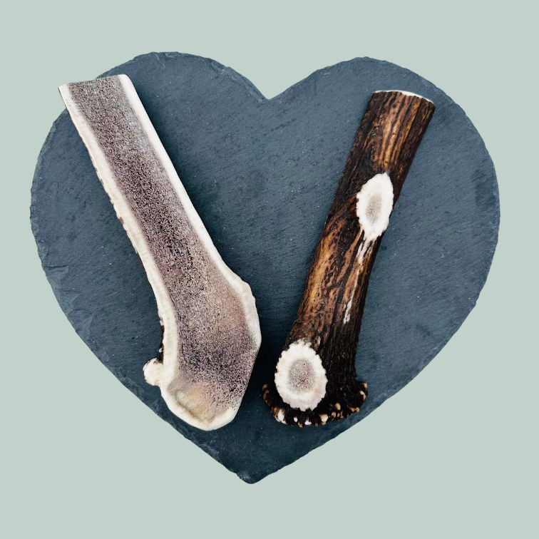Super XL split deer antlers for dogs on a slate plate and jade green background