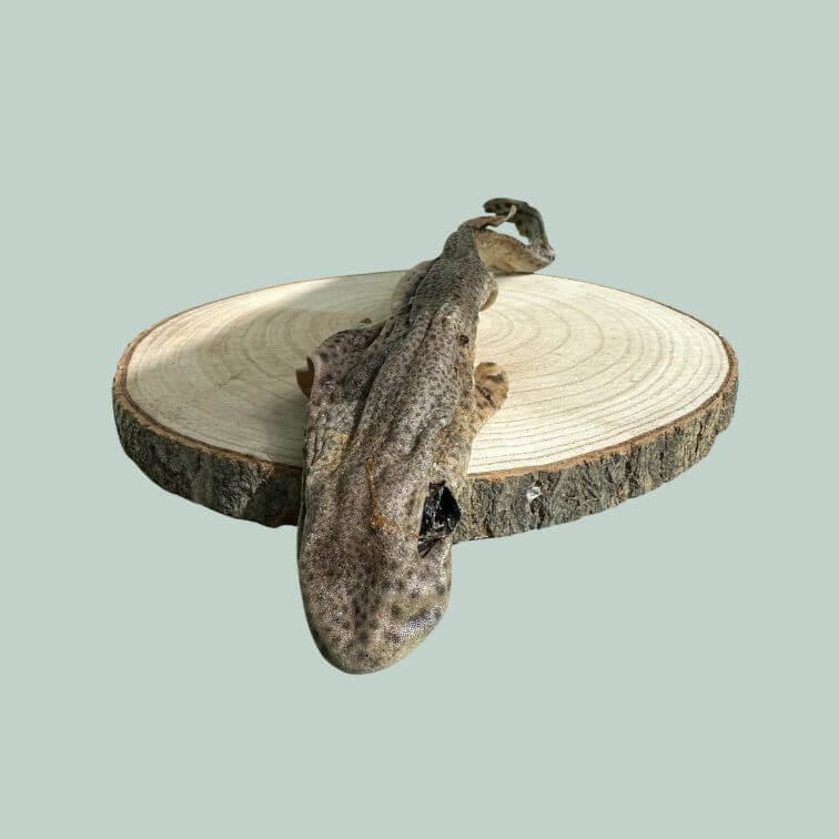 Dried dog fish chew for dogs on a wooden slice plate and jade green background