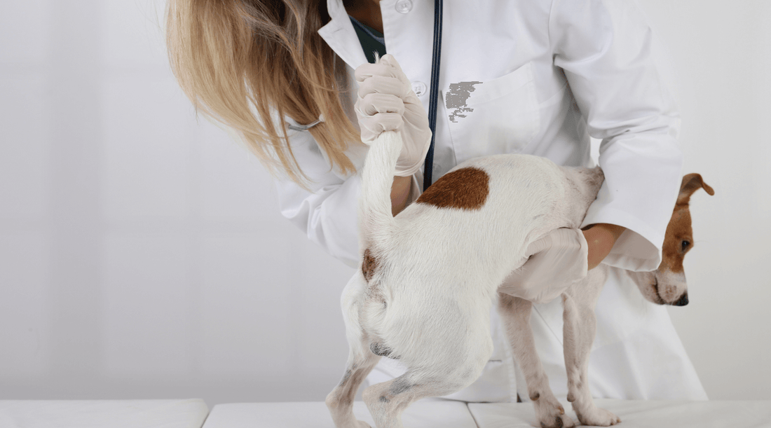 Why Anal Gland Issues Often Start in the Gut