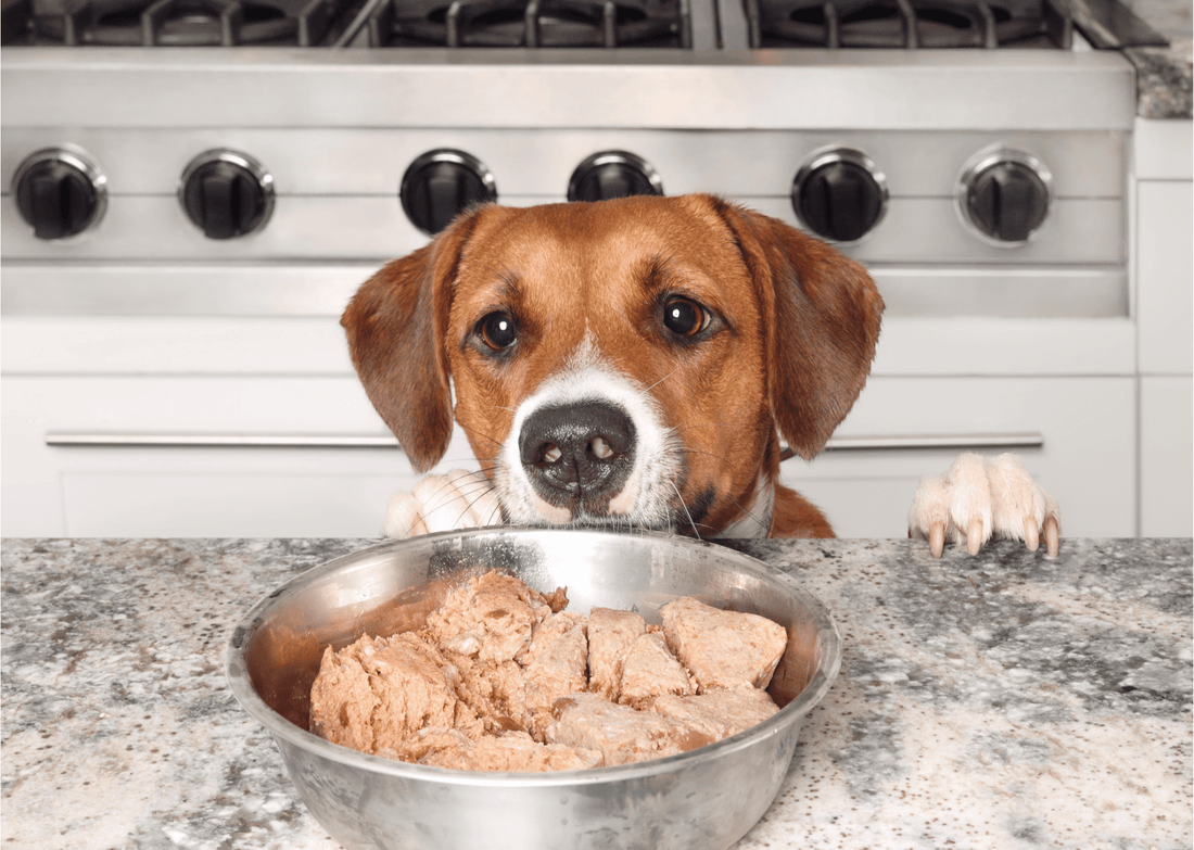 What's on Your Dog's Plate? The Scoop on Canned Wet Dog Food: Pros and Cons (Part 5)