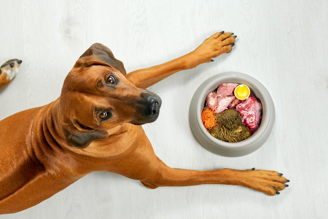 A healthy, raw fed dog lay next to a dog bowl of raw dog food and looking up at the camera.