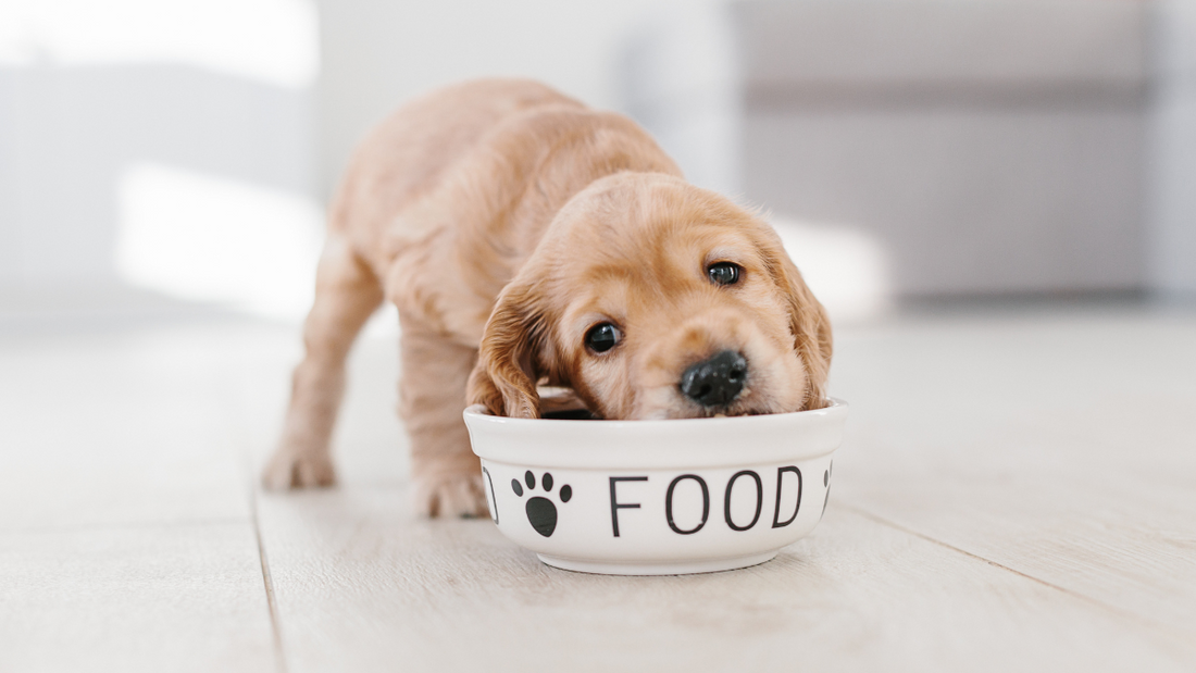 Puppy eating a bowl of healthy dog food