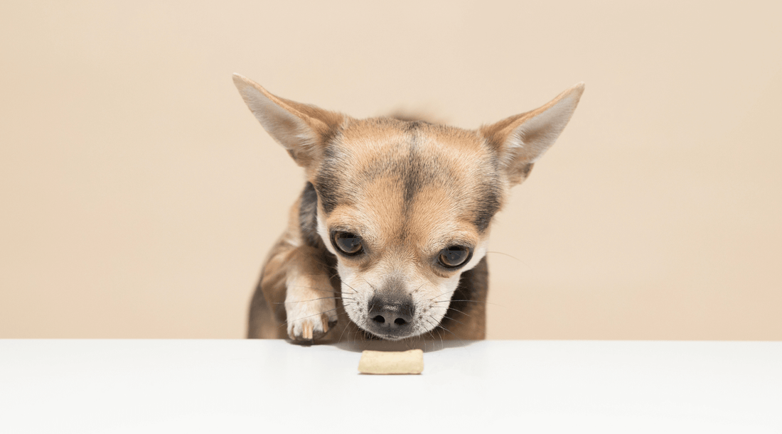 What's on Your Dog's Plate? The Pros and Cons of Freeze-Dried (and Air-Dried) Dog Food (Part 4)