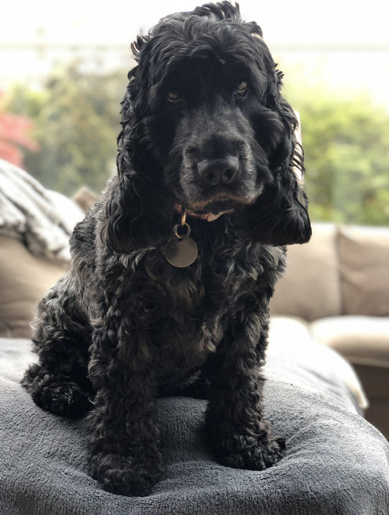 Black and grey cocker spaniel sitting on a sofa looking at the camera