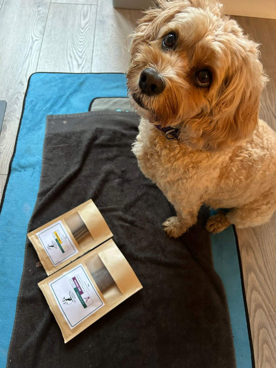 Blonde cavapoo dog looking up at the camera whilst sat in front of two packs of natural dog treats.