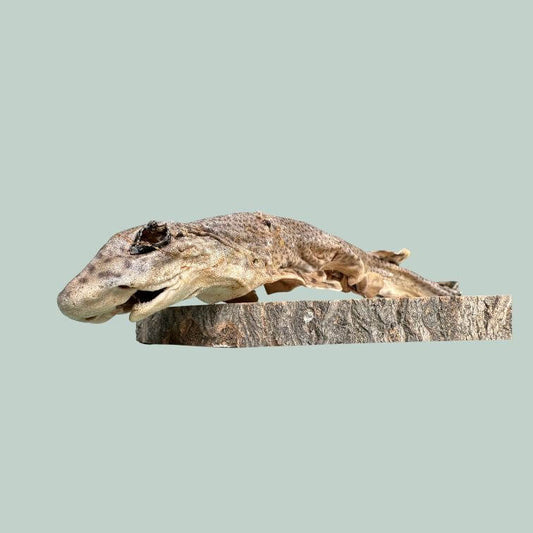 Dried dog fish chew for dogs on a wooden slice plate and jade green background