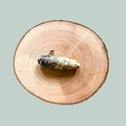 Single roll of dried cod fish skin treats for dogs on a wooden plate