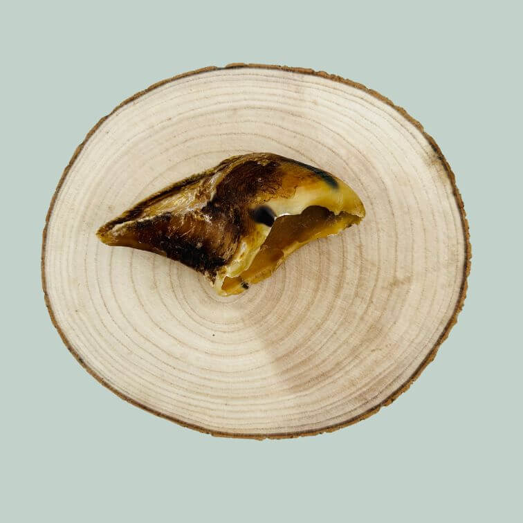 Dried cow hoof dog treat on a wooden slice plate and jade green background