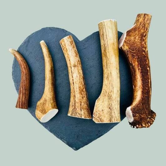 Full range of red deer antlers for dogs  on a slate plate and jade green background
