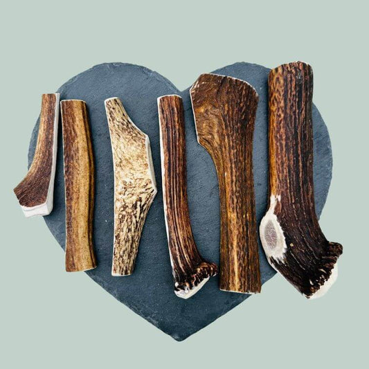 Full range of split deer antlers for dogs on a slate plate and jade green background