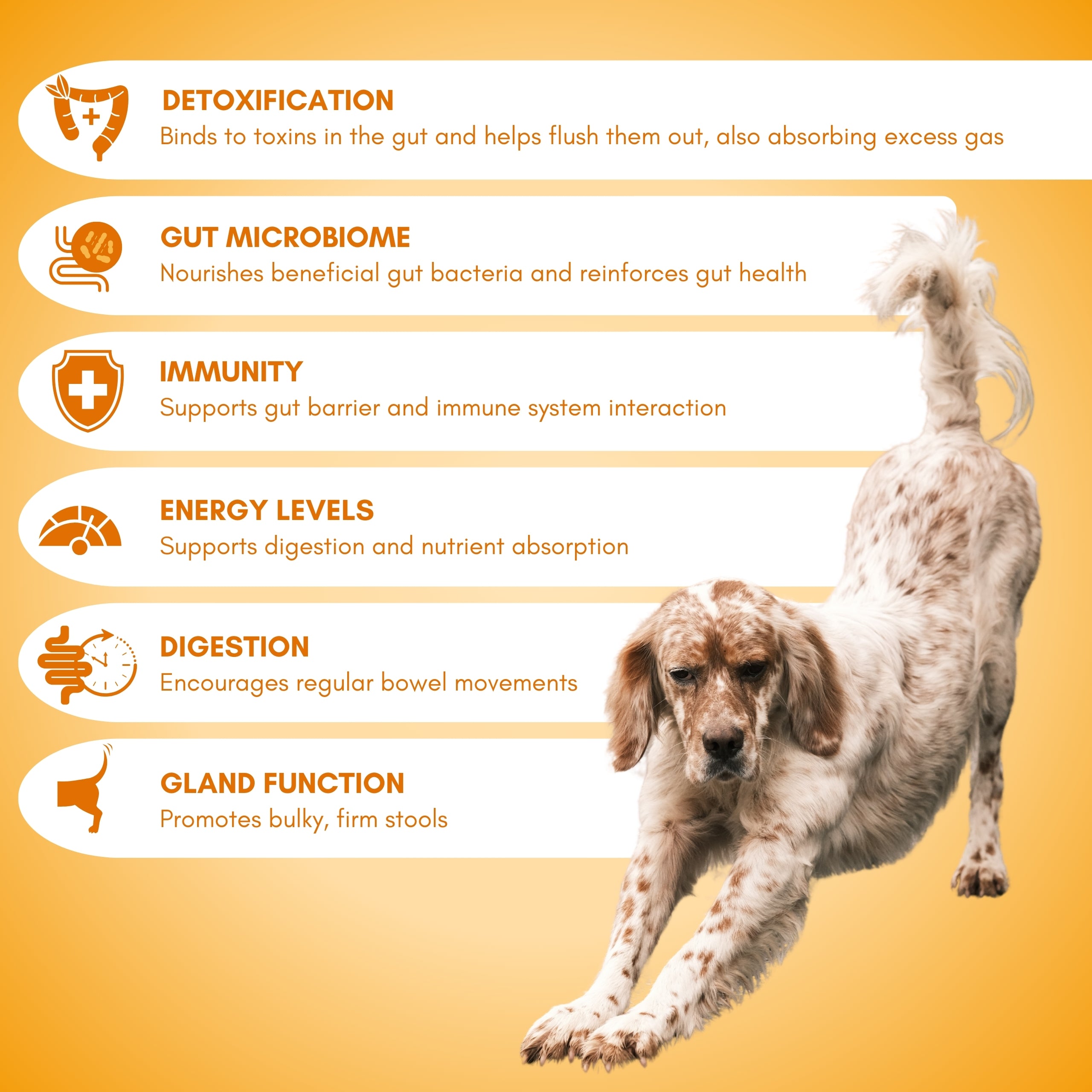 Dog with bottom in the air with the benefits of the natural scooting supplement for dogs listed on an orange background