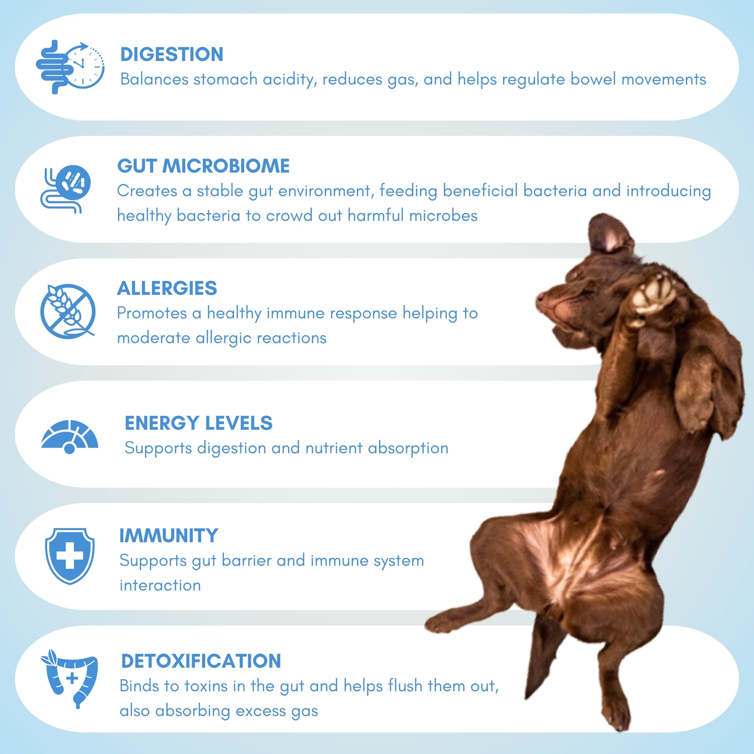 Dog lay on a light blue background with dog gut health benefits of a dog probiotic supplement listed.