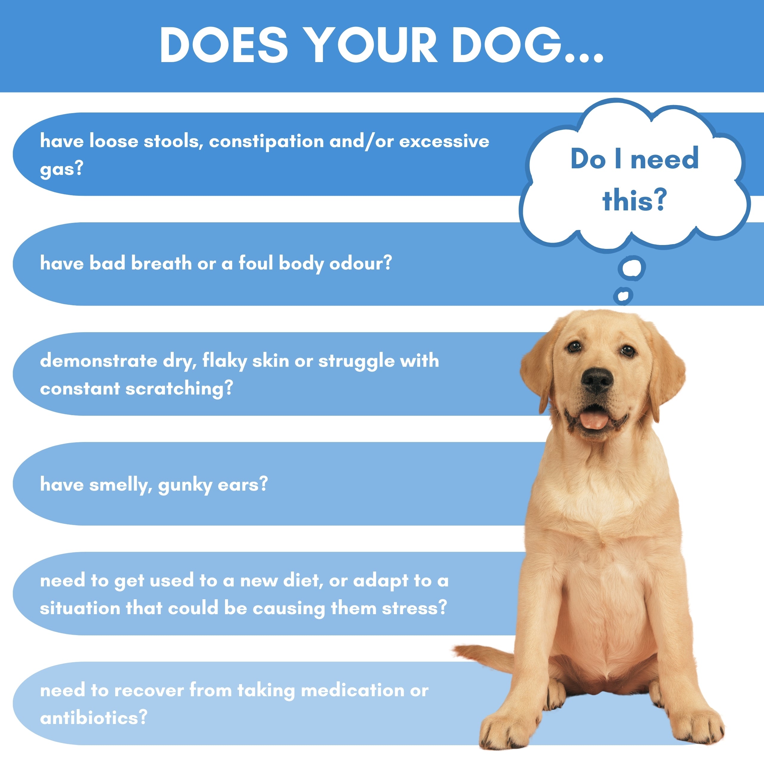 Dog with a thought bubble asking 'Do I need this?' on a blue background with text about dog health issues that are eased by this probiotic supplement for dogs.