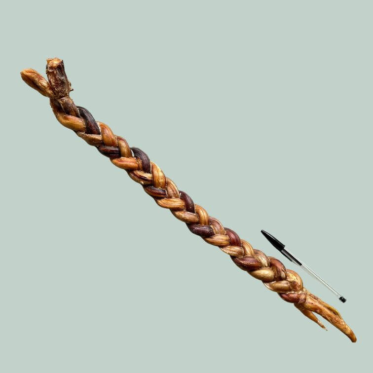 Giant braided pizzle dog chew next to a black biro pen demonstrating the length of the product on a jade green background