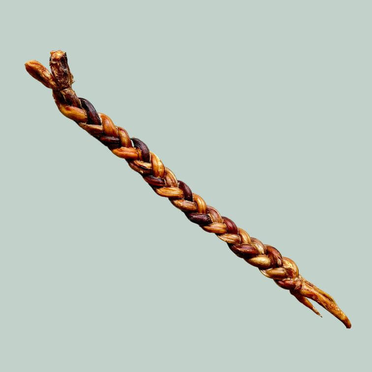 Giant braided pizzle dog chew on a jade green background