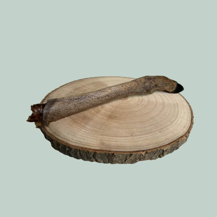 A single furry deer leg chew for dogs on a wooden slice plate and jade green background
