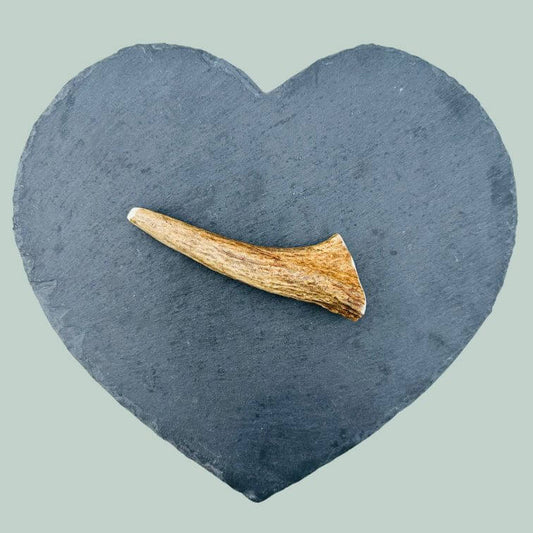 Medium elk antler chew for dogs on a slate plate and a jade green background