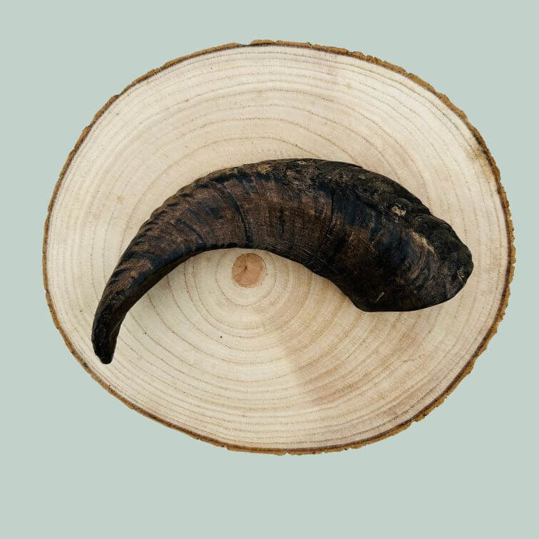 A medium lamb horn chew for dogs on a wooden plate and jade green background