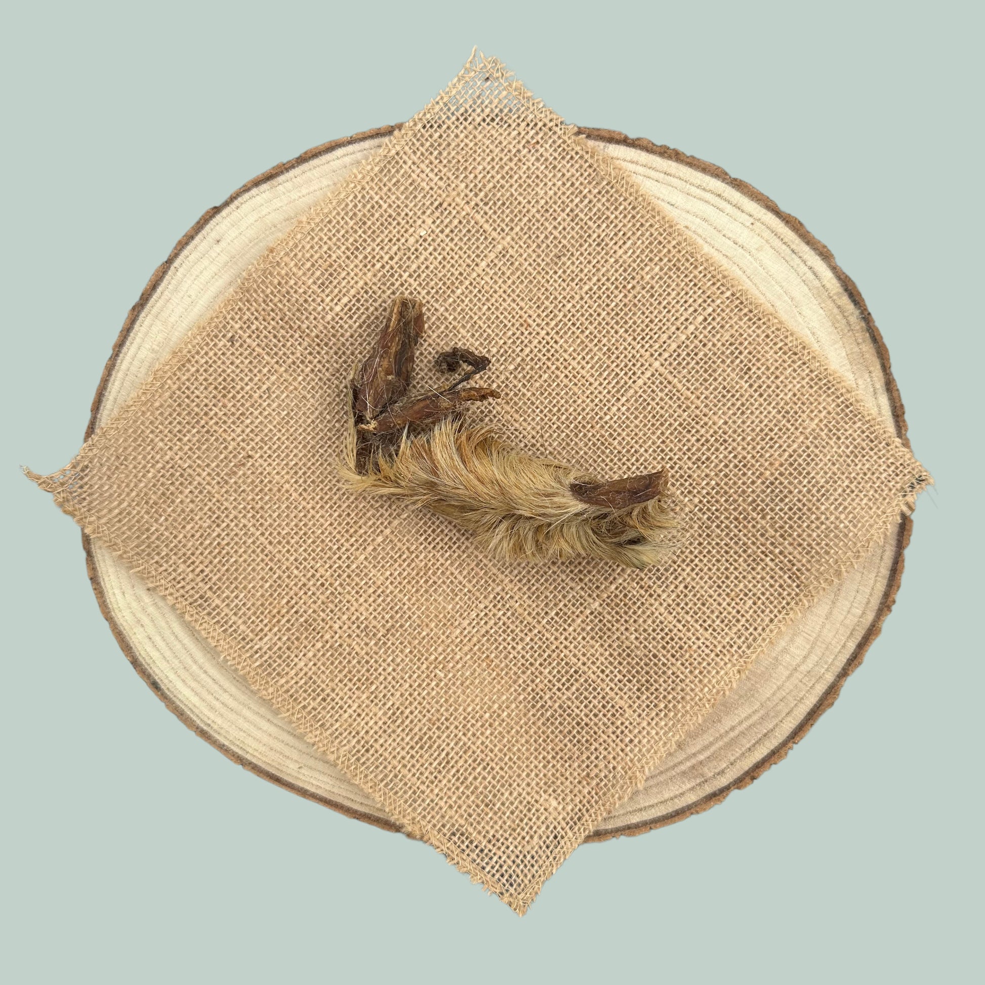 A single piece of dried lamb skin with fur natural treat for dogs on a wooden plate and jade green background.