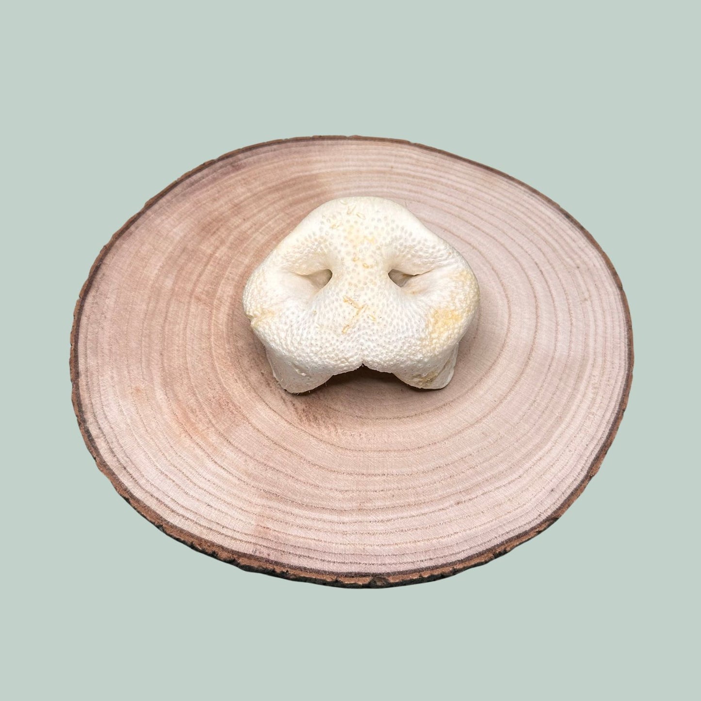 Puffed pig snout natural dog treat