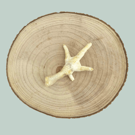 Single dried and puffed chicken foot for dogs and puppies on a wooden slice plate against a jade green background