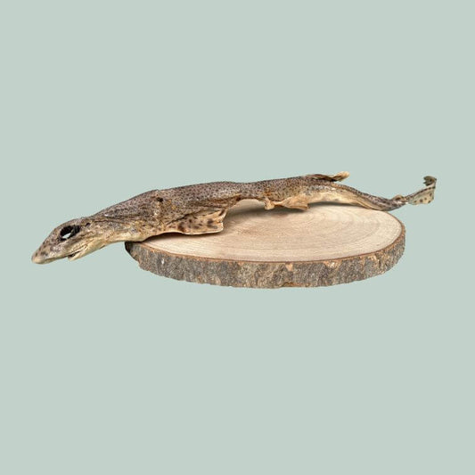 Dried dog fish chew for dogs on a wooden slice plate and jade green background