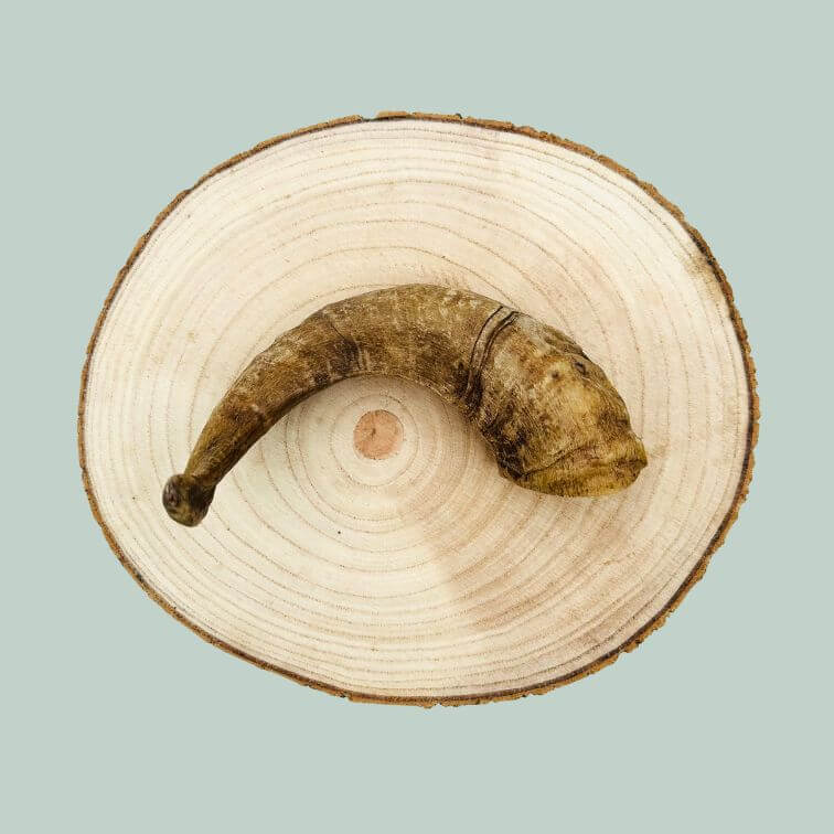 A short medium lamb horn chew for dogs on a wooden plate and jade green background