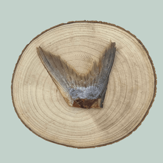 Single dried catfish tail natural and healthy dog treats on a wooden slice plate against a jade green background