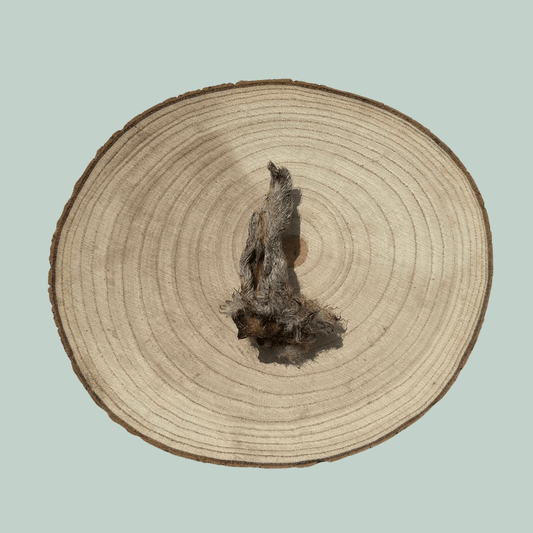 Single furry lamb ear dog treat on a wooden slice plate against a jade green background