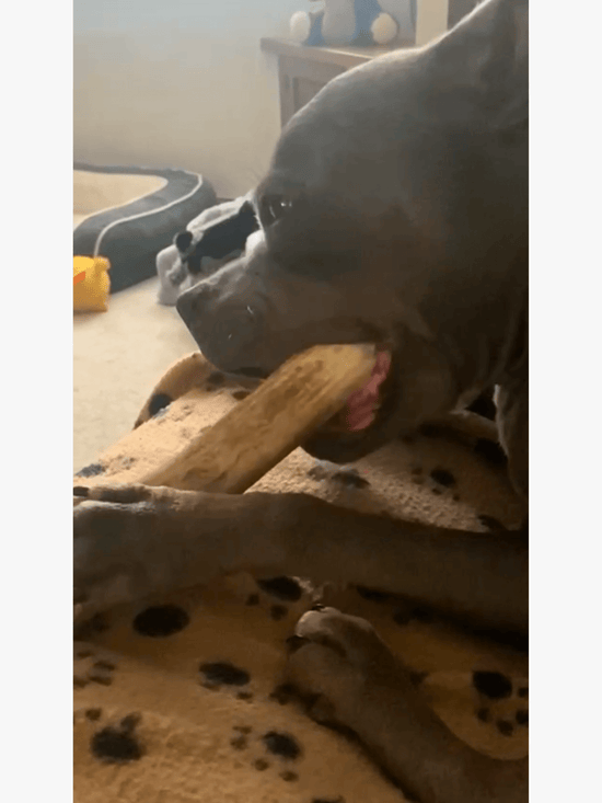 Staffie eating a deer antler