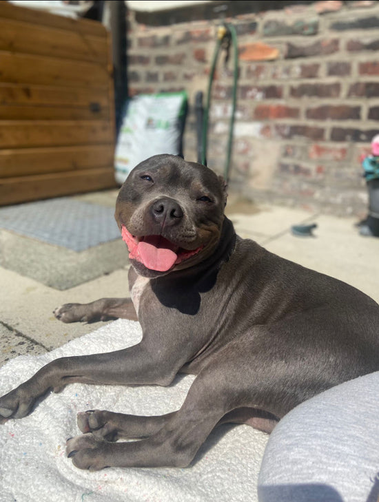 Blue staffordshire bull terrier looking happy smiling at the camera whilst lay in the sunshine